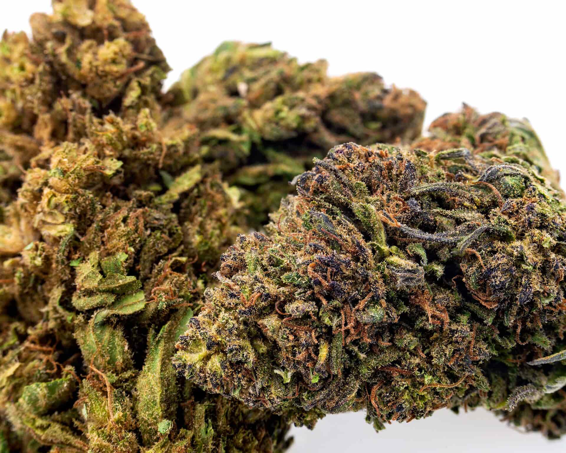 Top Shelf CBD Flower